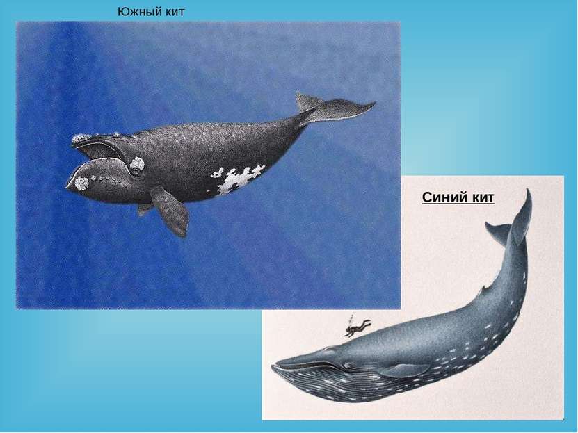 Южный кит Синий кит