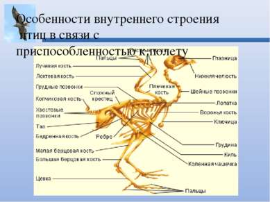 Особенности внутреннего строения птиц в связи с приспособленностью к полету 