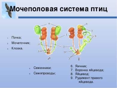 Мочеполовая система птиц Почка; Мочеточник; Клоака. Семенники; Семяпроводы; 6...