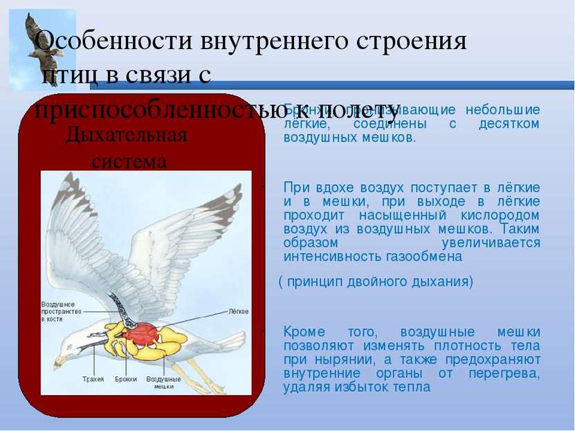 Бронхи, пронизывающие небольшие лёгкие, соединены с десятком воздушных мешков...