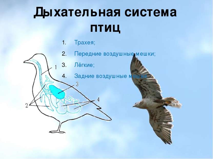 Дыхательная система птиц Трахея; Передние воздушные мешки; Лёгкие; Задние воз...