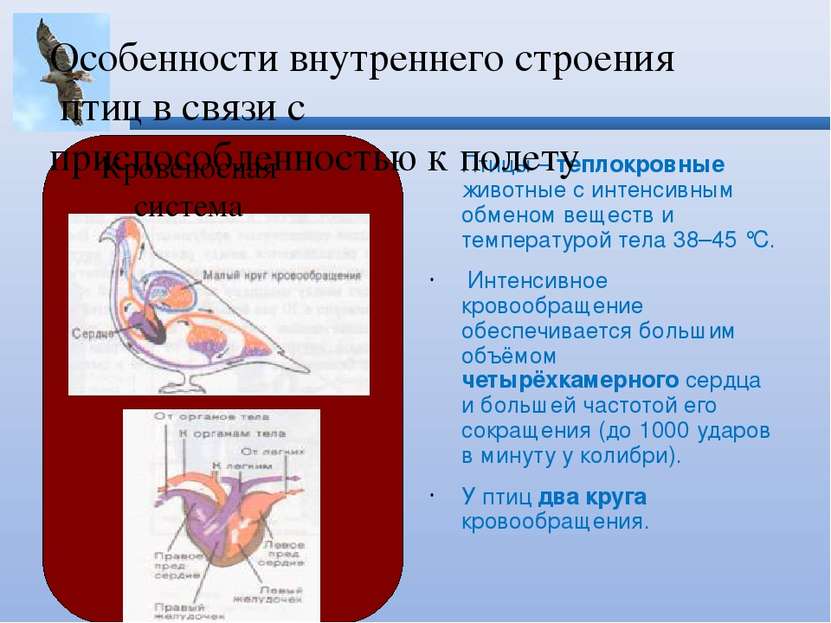 Птицы – теплокровные животные с интенсивным обменом веществ и температурой те...