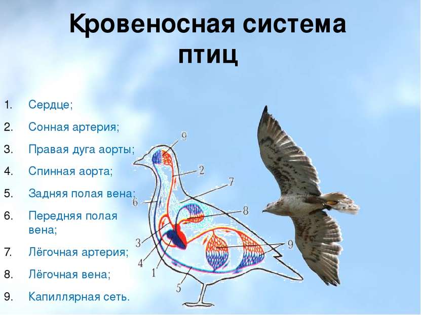 Кровеносная система птиц Сердце; Сонная артерия; Правая дуга аорты; Спинная а...