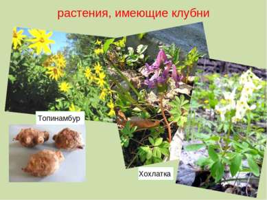 растения, имеющие клубни Хохлатка Топинамбур