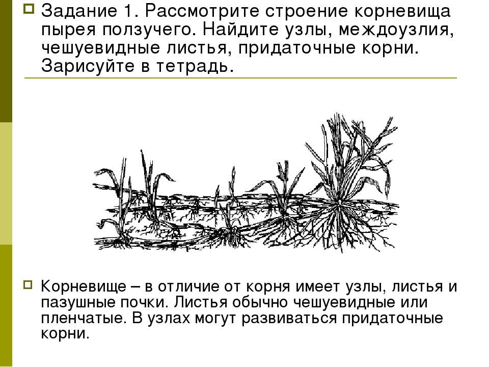 Сосудистые пучки в корневище образуют характерный рисунок