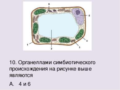 10. Органеллами симбиотического происхождения на рисунке выше являются А. 4 и...