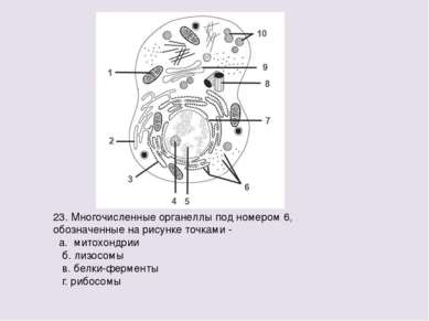 23. Многочисленные органеллы под номером 6, обозначенные на рисунке точками -...