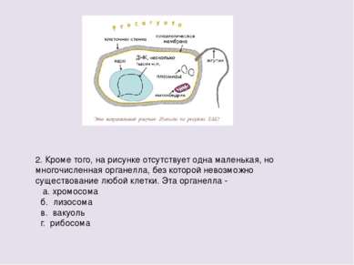 2. Кроме того, на рисунке отсутствует одна маленькая, но многочисленная орган...