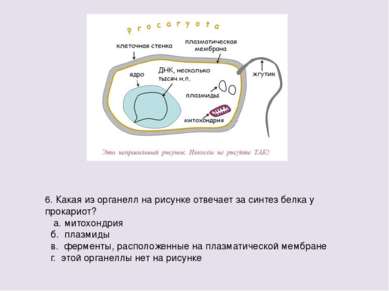 6. Какая из органелл на рисунке отвечает за синтез белка у прокариот? а. мито...