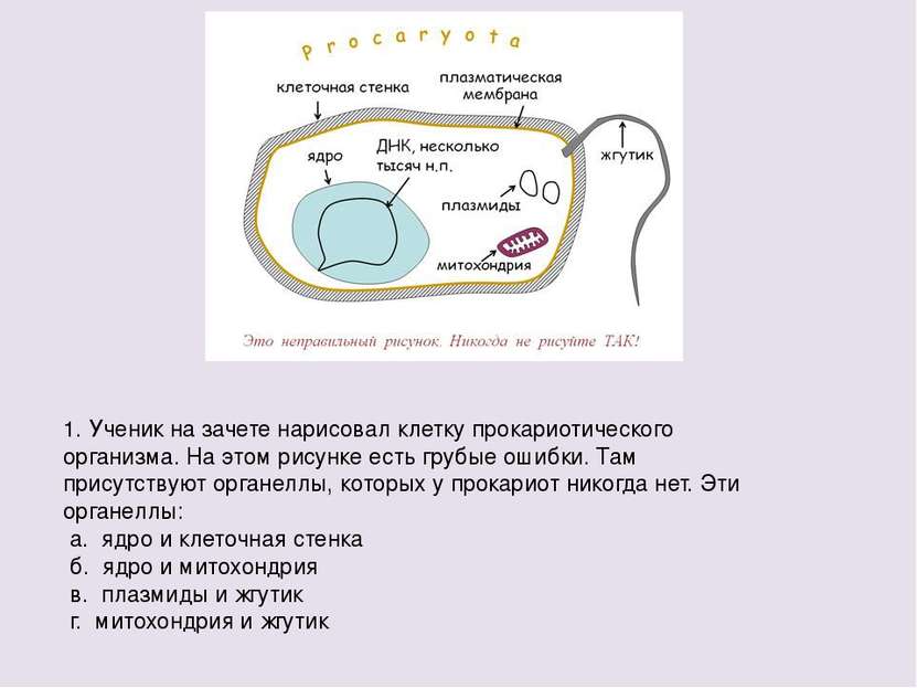 1. Ученик на зачете нарисовал клетку прокариотического организма. На этом рис...