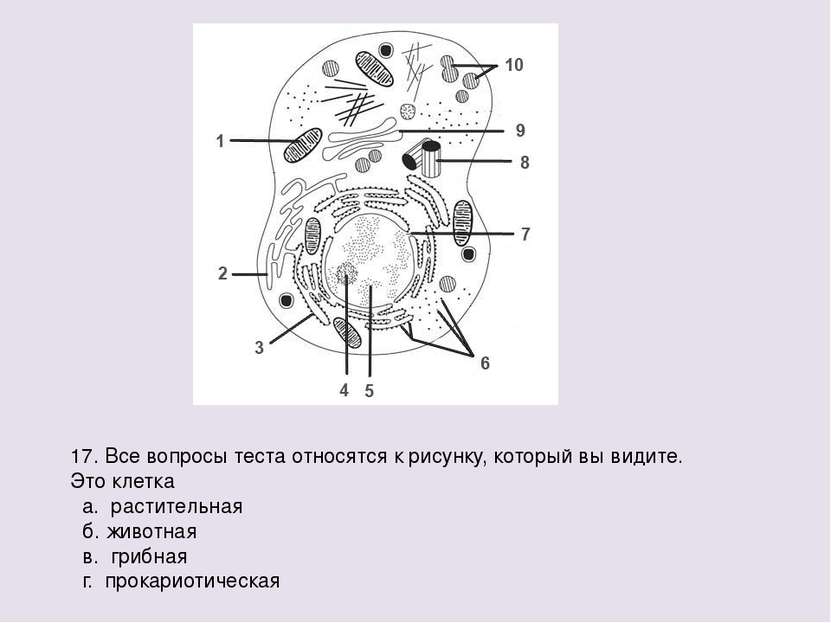 17. Все вопросы теста относятся к рисунку, который вы видите. Это клетка а. р...