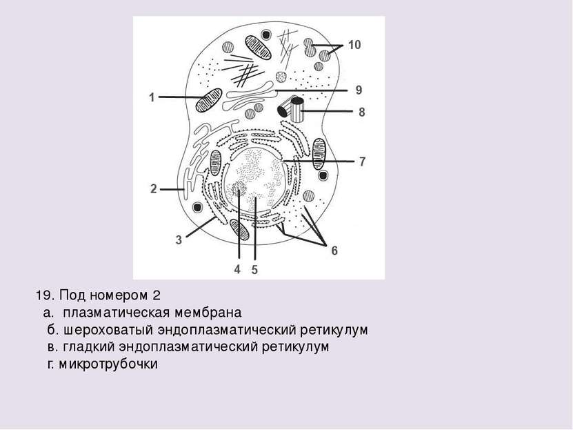 19. Под номером 2 а. плазматическая мембрана б. шероховатый эндоплазматически...