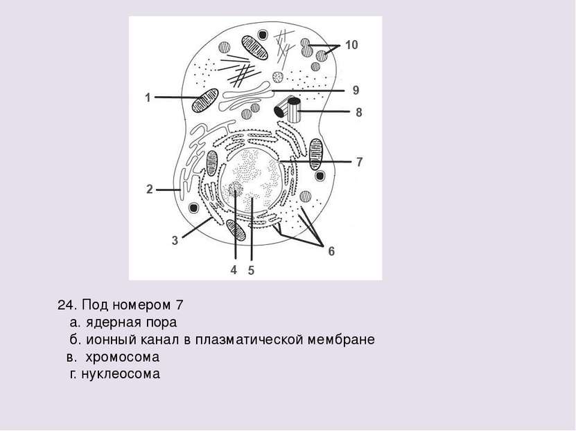 24. Под номером 7 а. ядерная пора б. ионный канал в плазматической мембране в...