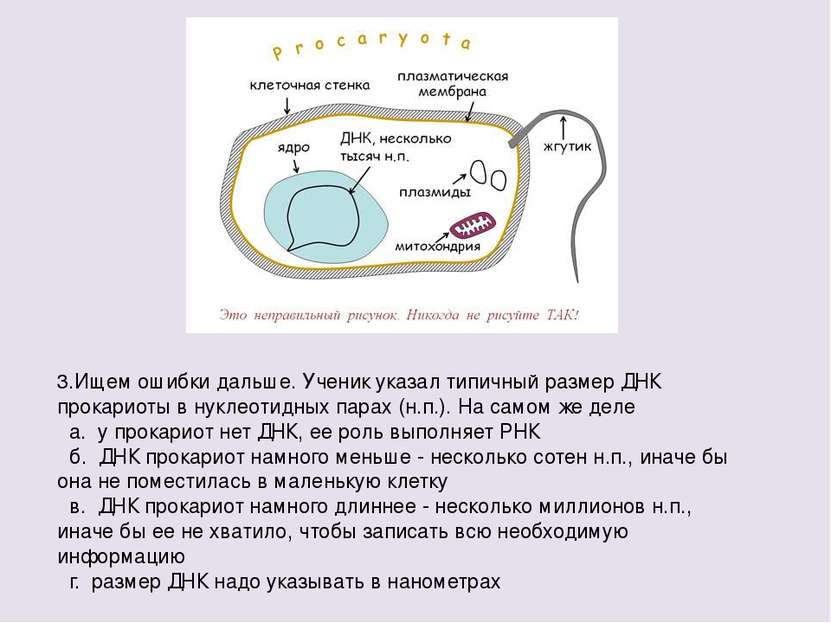 3.Ищем ошибки дальше. Ученик указал типичный размер ДНК прокариоты в нуклеоти...