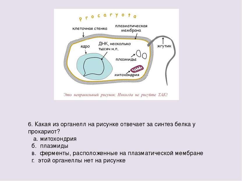 6. Какая из органелл на рисунке отвечает за синтез белка у прокариот? а. мито...