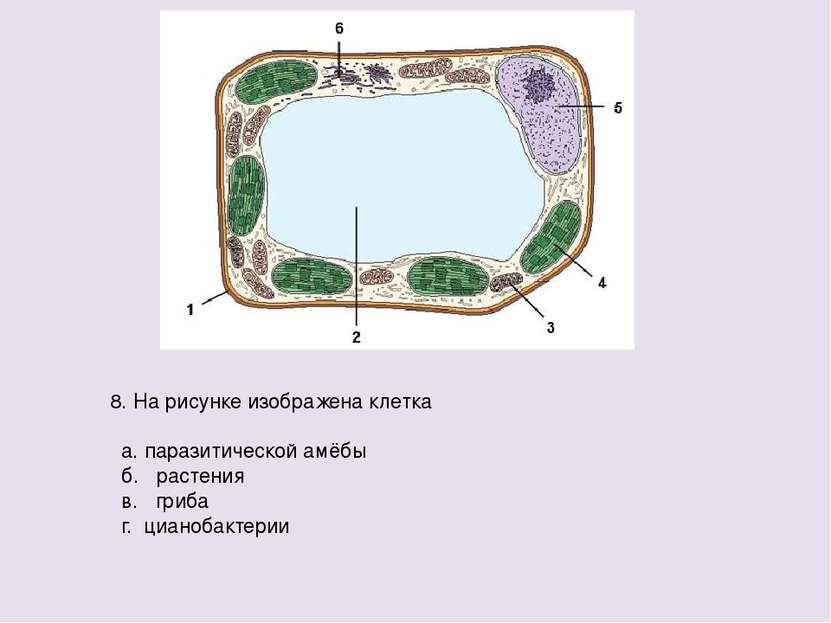 8. На рисунке изображена клетка а. паразитической амёбы б. растения в. гриба ...