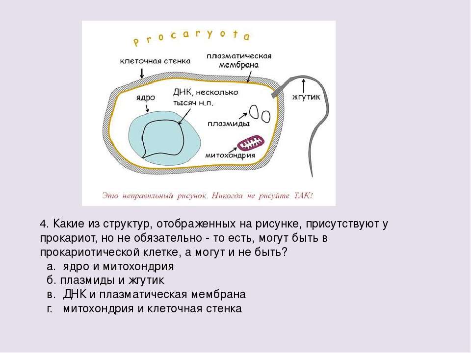 Митохондрии у прокариот. Плазматическая мембрана в прокариотической клетке. Жизненный цикл прокариотической клетки. Прокариот клетка плазматическая мембрана. Деление прокариотической клетки.