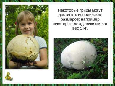 Некоторые грибы могут достигать исполинских размеров: например некоторые дожд...