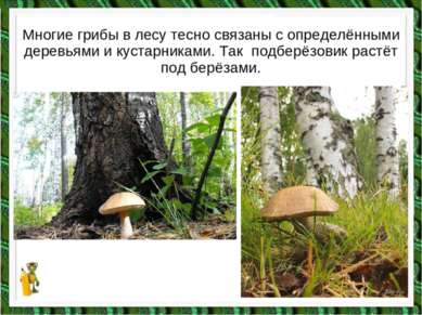 Многие грибы в лесу тесно связаны с определёнными деревьями и кустарниками. Т...