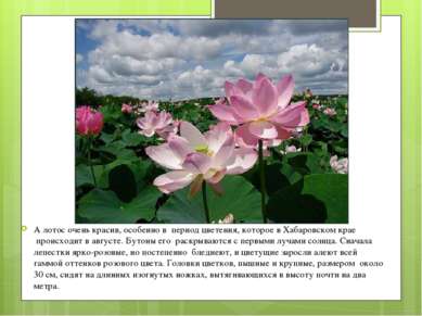 А лотос очень красив, особенно в  период цветения, которое в Хабаровском крае...