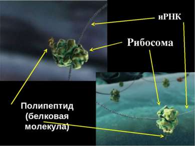 Рибосома Полипептид (белковая молекула) иРНК