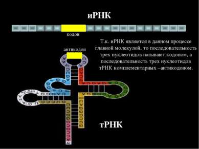 иРНК тРНК антикодон кодон Т.к. иРНК является в данном процессе главной молеку...