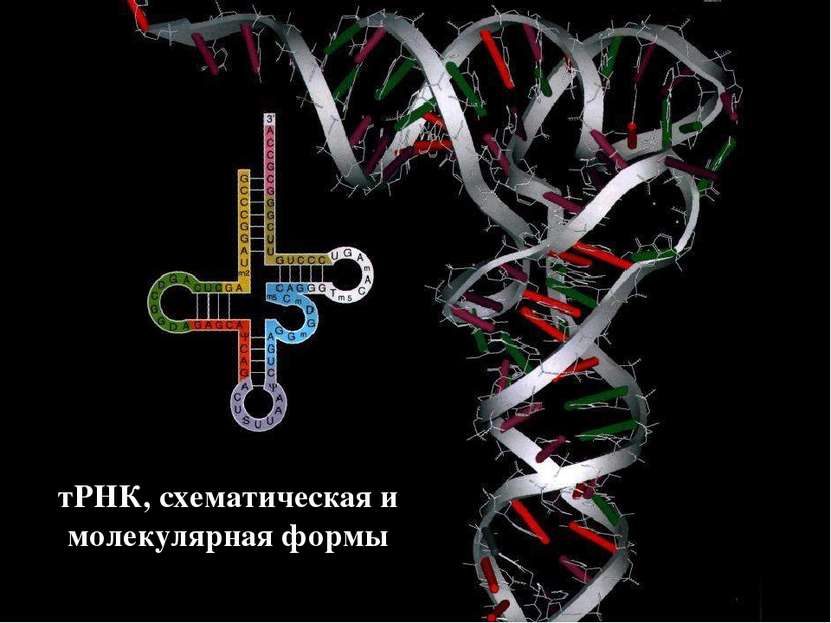 тРНК, схематическая и молекулярная формы