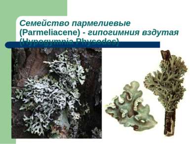 Семейство пармелиевые (Parmeliacene) - гипогимния вздутая (Hypogymnia Physodes)