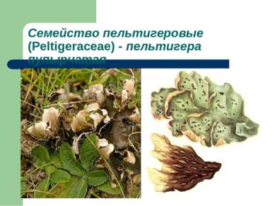 Семейство пельтигеровые (Peltigeraceae) - пельтигера пупырчатая