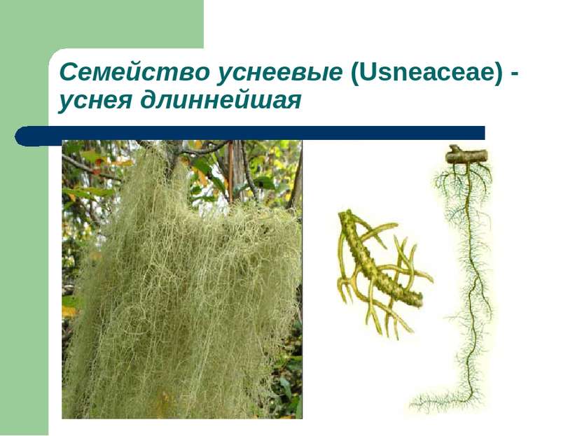 Семейство уснеевые (Usneaceae) - уснея длиннейшая