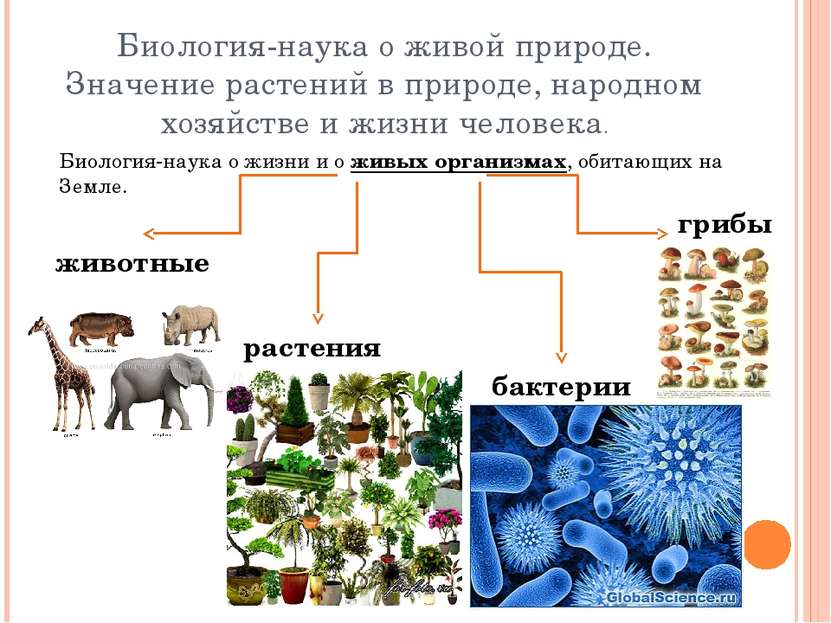 Биология-наука о живой природе. Значение растений в природе, народном хозяйст...