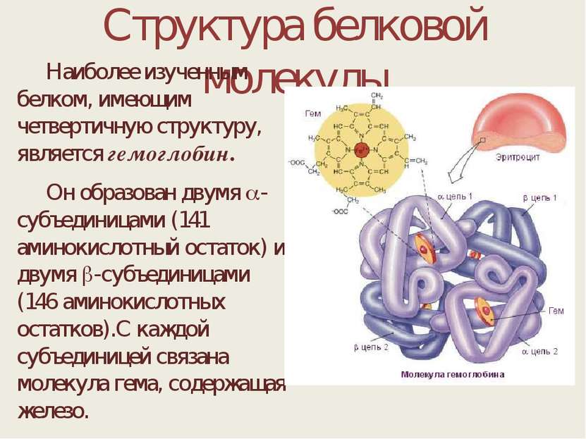 Структура белковой молекулы Наиболее изученным белком, имеющим четвертичную с...