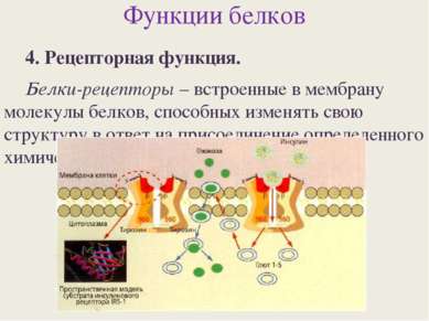 Функции белков 4. Рецепторная функция. Белки-рецепторы – встроенные в мембран...