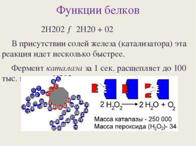 Функции белков 2Н202 → 2Н20 + 02 В присутствии солей железа (катализатора) эт...