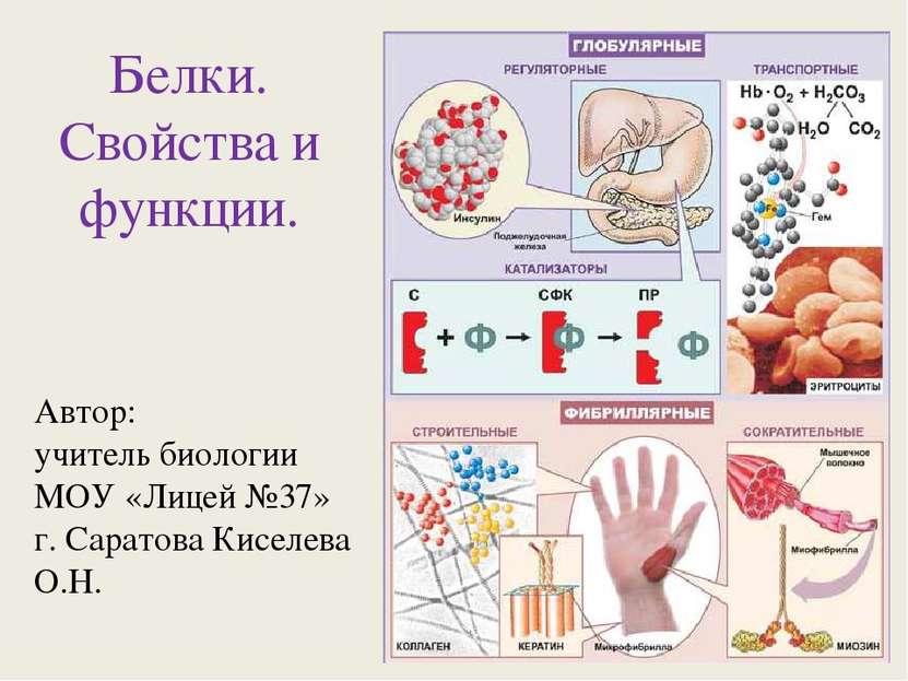 Белки. Свойства и функции. Автор: учитель биологии МОУ «Лицей №37» г. Саратов...