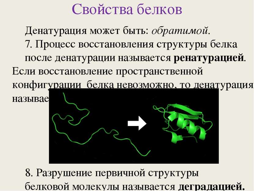 Свойства белков Денатурация может быть: обратимой. 7. Процесс восстановления ...