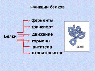Функции белков Белки ферменты транспорт движение гормоны антитела строительство