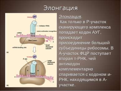 Элонгация. Как только в Р-участок сканирующего комплекса попадает кодон АУГ, ...