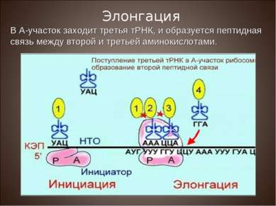 В А-участок заходит третья тРНК, и образуется пептидная связь между второй и ...