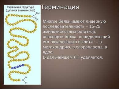 Многие белки имеют лидерную последовательность – 15-25 аминокислотных остатко...