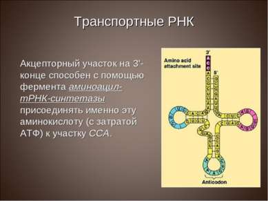 Транспортные РНК Акцепторный участок на 3'-конце способен с помощью фермента ...