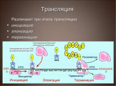 Трансляция Различают три этапа трансляции инициацию элонгацию терминацию