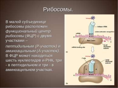 Рибосомы. В малой субъединице рибосомы расположен функциональный центр рибосо...