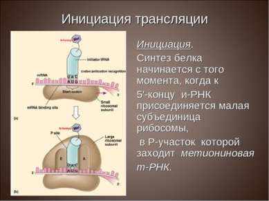 Инициация трансляции Инициация. Синтез белка начинается с того момента, когда...