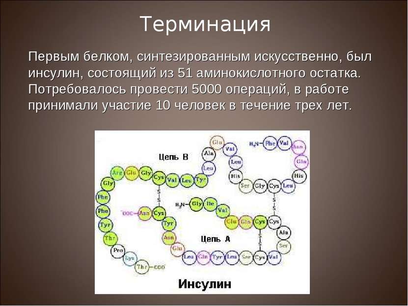 Первым белком, синтезированным искусственно, был инсулин, состоящий из 51 ами...