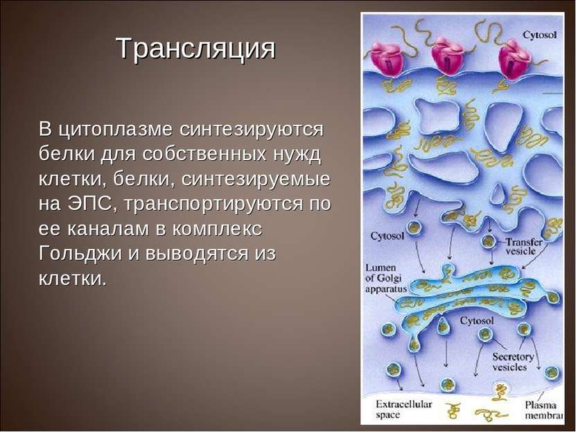 Трансляция В цитоплазме синтезируются белки для собственных нужд клетки, белк...