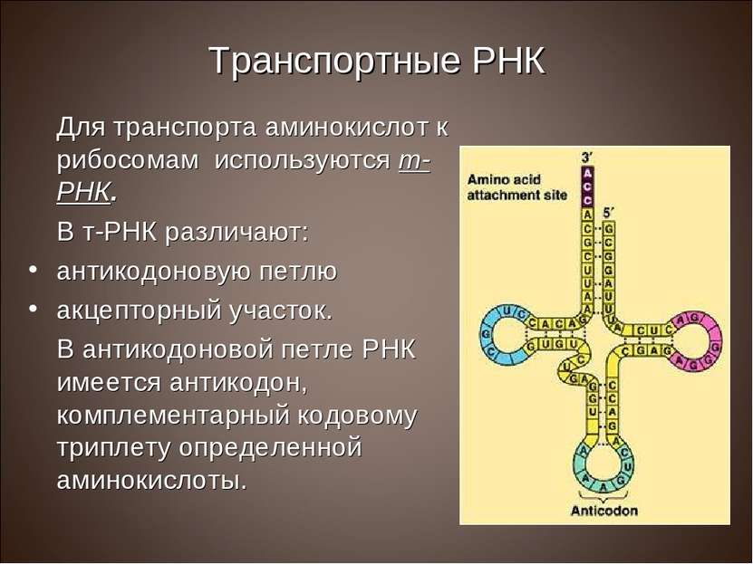 Транспортные РНК Для транспорта аминокислот к рибосомам используются т-РНК. В...