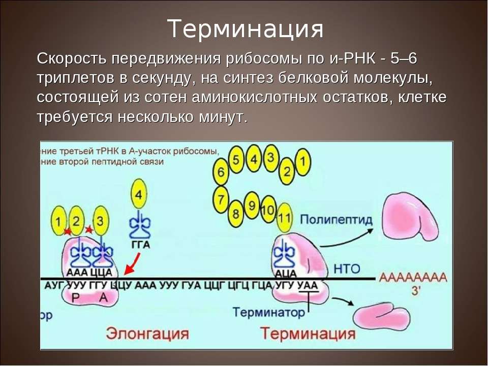 Рибосомы синтезируют полипептиды. Трансляция Биосинтез терминация. Трансляция белка терминация. Трансляция Биосинтез белка. Синтез белк а ерминация.