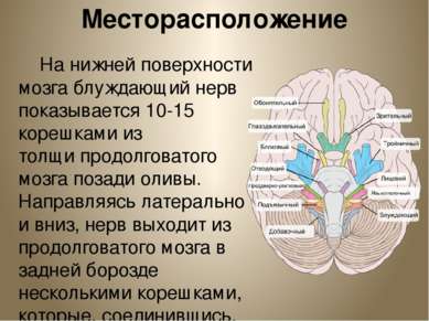 Месторасположение На нижней поверхности мозга блуждающий нерв показывается 10...