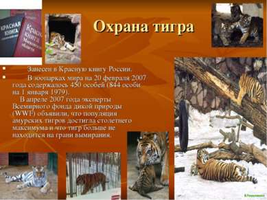 Охрана тигра Занесен в Красную книгу России. В зоопарках мира на 20 февраля 2...